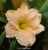 Chinese Patchwork xTropical Freeze