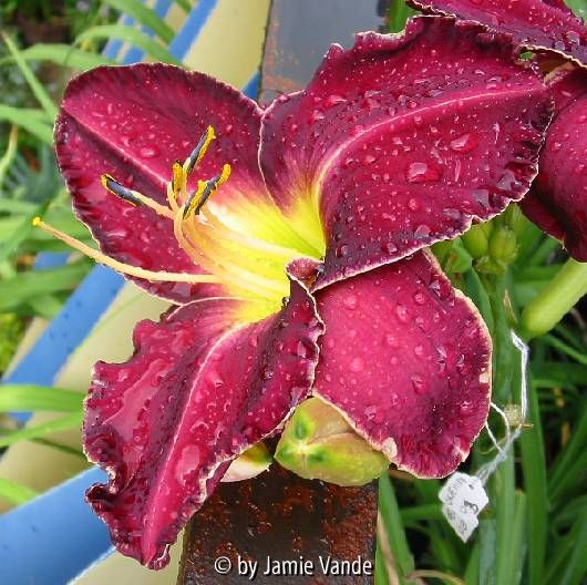 Photon Torpedo X Zephyr John