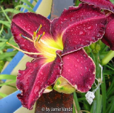 Photon Torpedo X Zephyr John