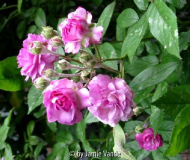 Rosa Donau