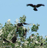 Kraehe fliegt zur Landung