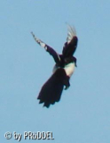 Akrobat