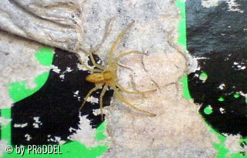 Spinne im Spucki