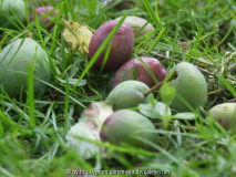 Sturmschaden"Pflaumen im Gras"