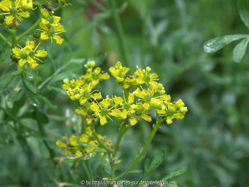 Weinraute - Ruta graveolens
