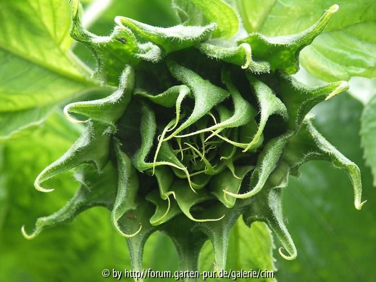 Sonnenblumenknospe