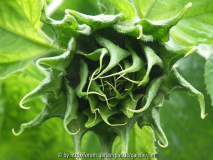 Sonnenblumenknospe