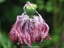 Schlafmohn im Röckchen