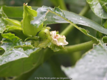 verblühter Stechapfel - Datura (stramoni