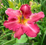 Interupted By Splendor