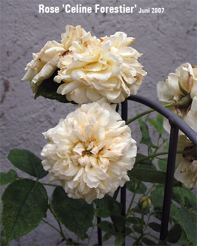 Rose Celine Forestier  2007