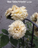 Rose Celine Forestier  2007