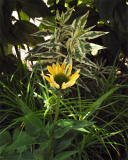 Echinacea.jpg