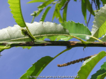 Castanea Hagelschaden.jpg