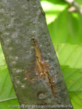 Castanea Hagelschaden1.jpg