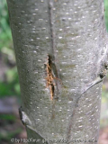Castanea Hagelschaden2.jpg