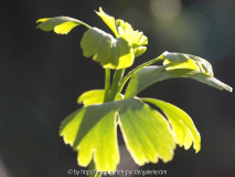 Gingko bilboa
