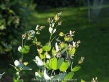 Eucalytus