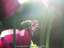 Mohn1