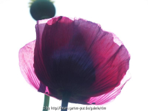 Mohn2