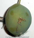 Eierpflaume-1