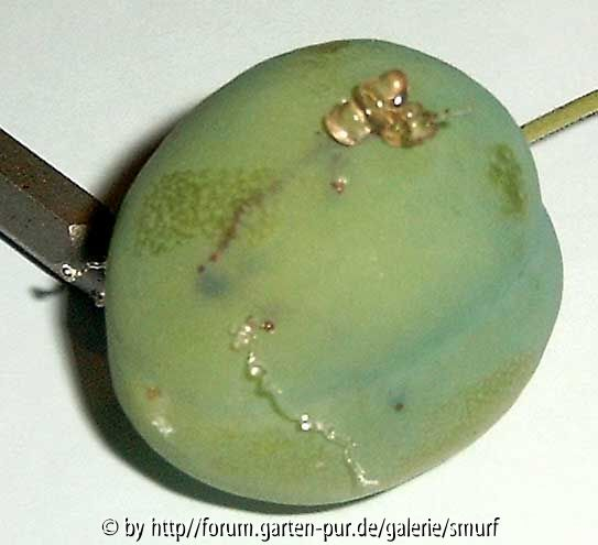 Eierpflaume-2