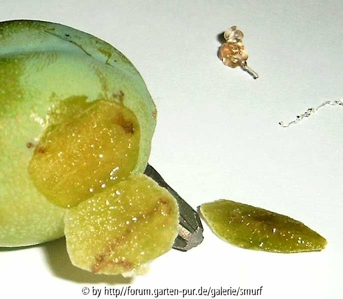 Eierpflaume-3