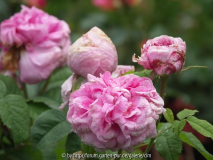 rose1