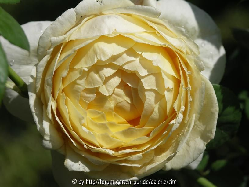 rose3