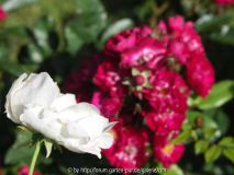 rose4
