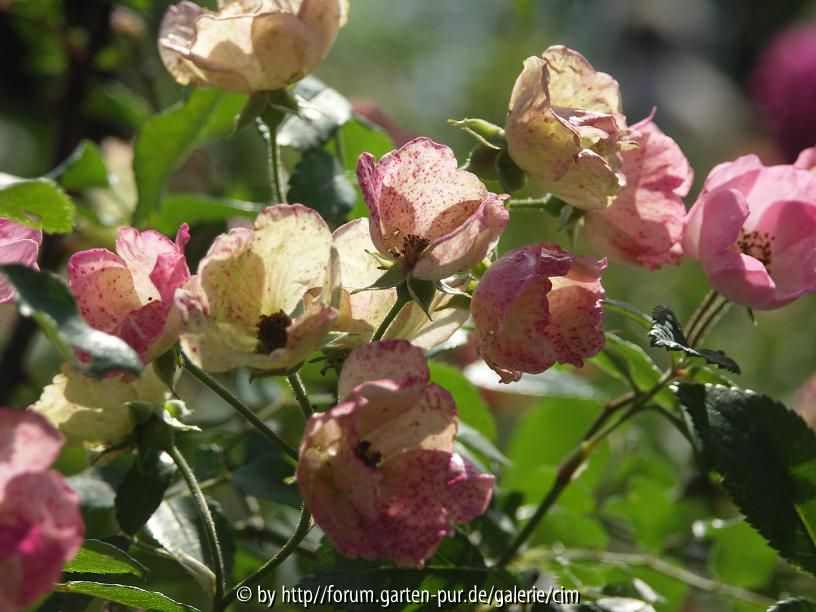 rose5
