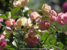 rose5