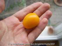  Yellow Pear