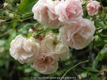 Rose6