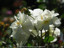 rose7