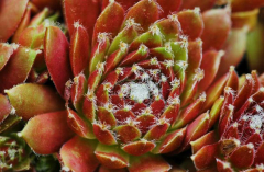 Sempervivum 1