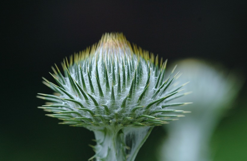 Distel 1