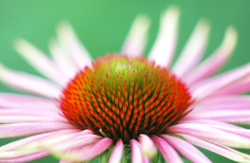 Echinacea 1
