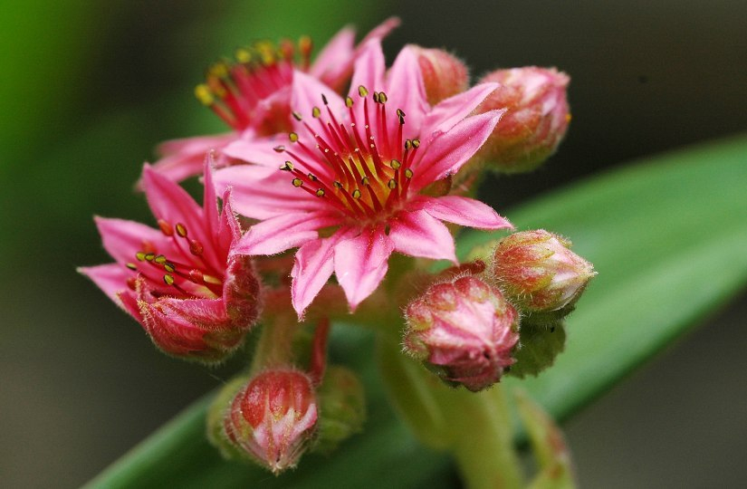 Sempervivum 2