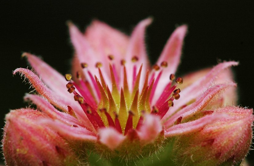 Sempervivum 3