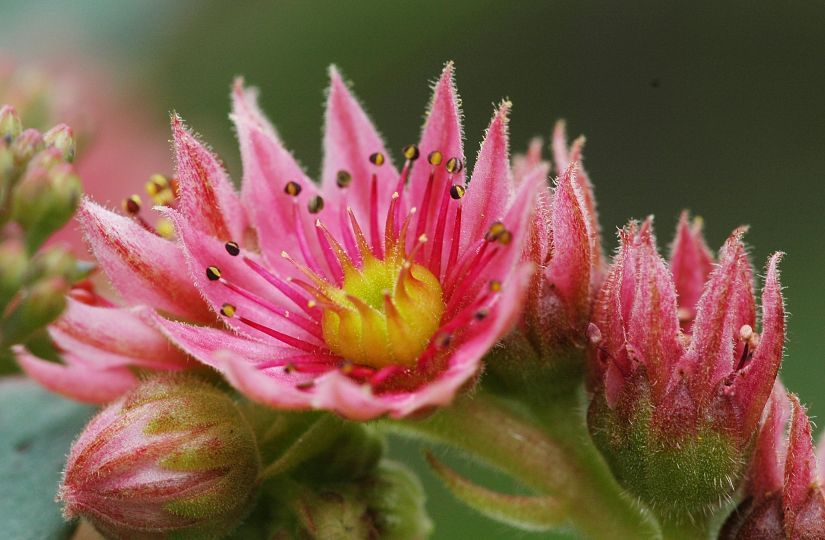 Sempervivum 4