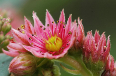 Sempervivum 4