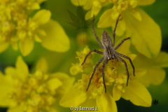 Pisaura mirabilis - Listspinne