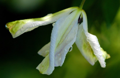 Clematis 2