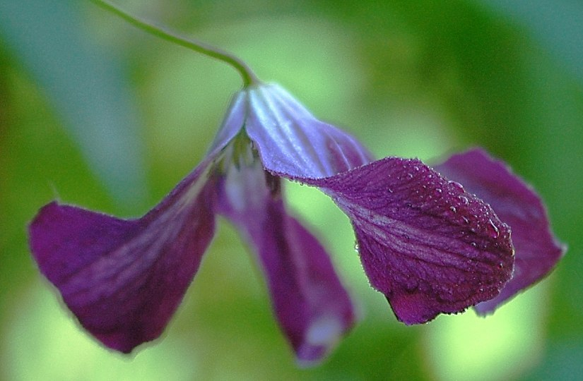Clematis 1