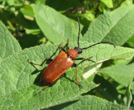 Leptura rubra (Rothalsbock)
