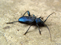 Carabus intricatus (Dunklerblauer Laufkäfer)