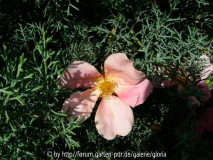 Mutabilis in Zypresse