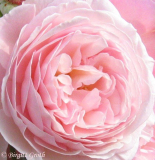 A Shropshire Lad Clg.