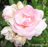 Rosa anonymus